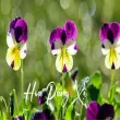 Hoa păng xê – Loài hoa nhỏ nhưng mang vẻ đẹp kiêu sa
