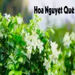 Hoa nguyệt quế – Biểu tượng chiến thắng và vẻ đẹp cao quý