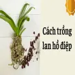 Cách trồng lan hồ điệp giữ màu hoa đẹp lâu ngày – Bí kíp