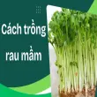 Cách trồng rau mầm sạch ngon, giàu vitamin cho gia đình