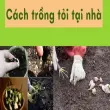 Cách trồng tỏi tại nhà không cần nhiều kinh nghiệm