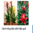Hướng dẫn trồng cây dứa cảnh đúng kỹ thuật cực bền và cực đẹp