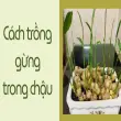 Cách trồng gừng trong chậu đơn giản, thu hoạch quanh năm