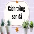 Cách trồng sen đá sống lâu ít chết cho người bận rộn!