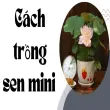 Cách trồng sen mini được người chơi cây ưa chuộng nhất