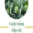 Cách trồng bắp cải tại nhà xanh mướt cho người mới đầu