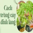 Cách trồng cây đinh lăng giúp gia chủ đổi vận cuộc đời