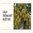 Bí quyết trồng mít ruột đỏ của tôi cho năng suất cực khủng