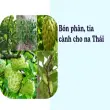 Bí kíp trồng na Thái quả đại sai trĩu cành cho nhà vườn