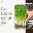 Hướng dẫn cách trồng rau mầm sạch- Thu hoạch sau đúng 5 ngày