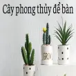 Cây phong thủy để bàn giúp xua đuổi năng lượng xấu