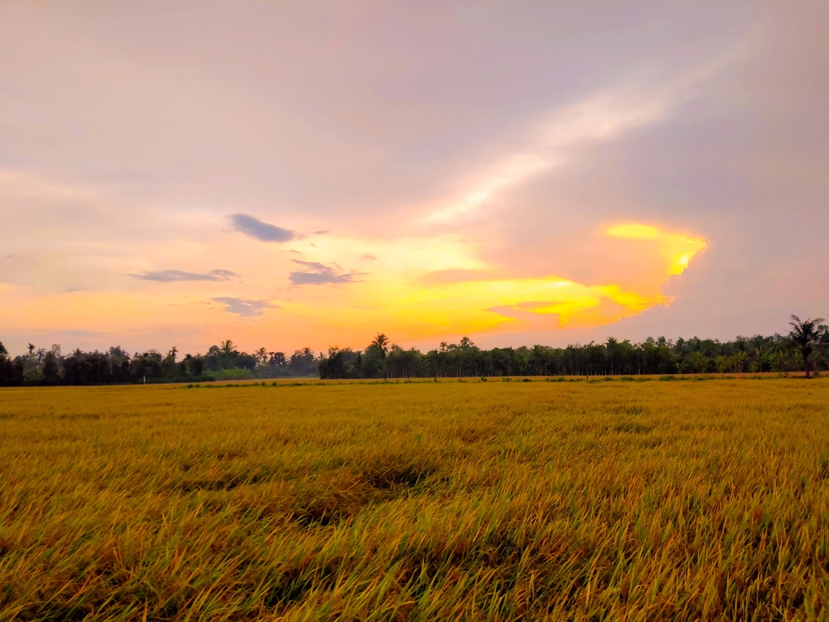 Bình yên đến từ hình ảnh hoàng hôn trên cánh đồng