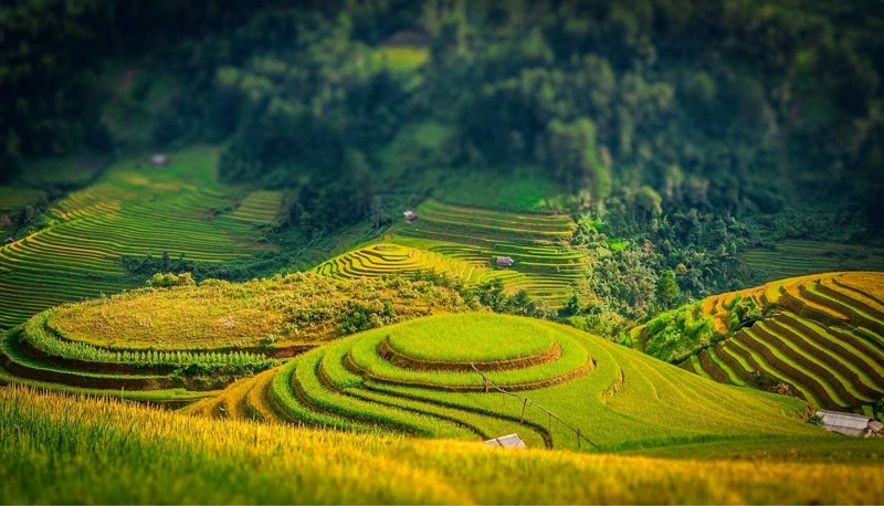 Rộn ràng mùa gặt với cảnh cánh đồng lúa chín