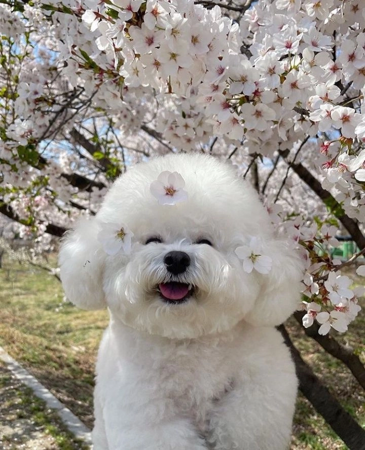 Đẹp như tranh vẽ hình ảnh chó con cute cuốn hút