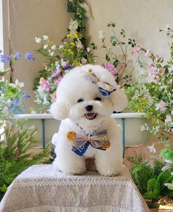 Góc nhìn sống động từ hình nền đẹp cute con chó