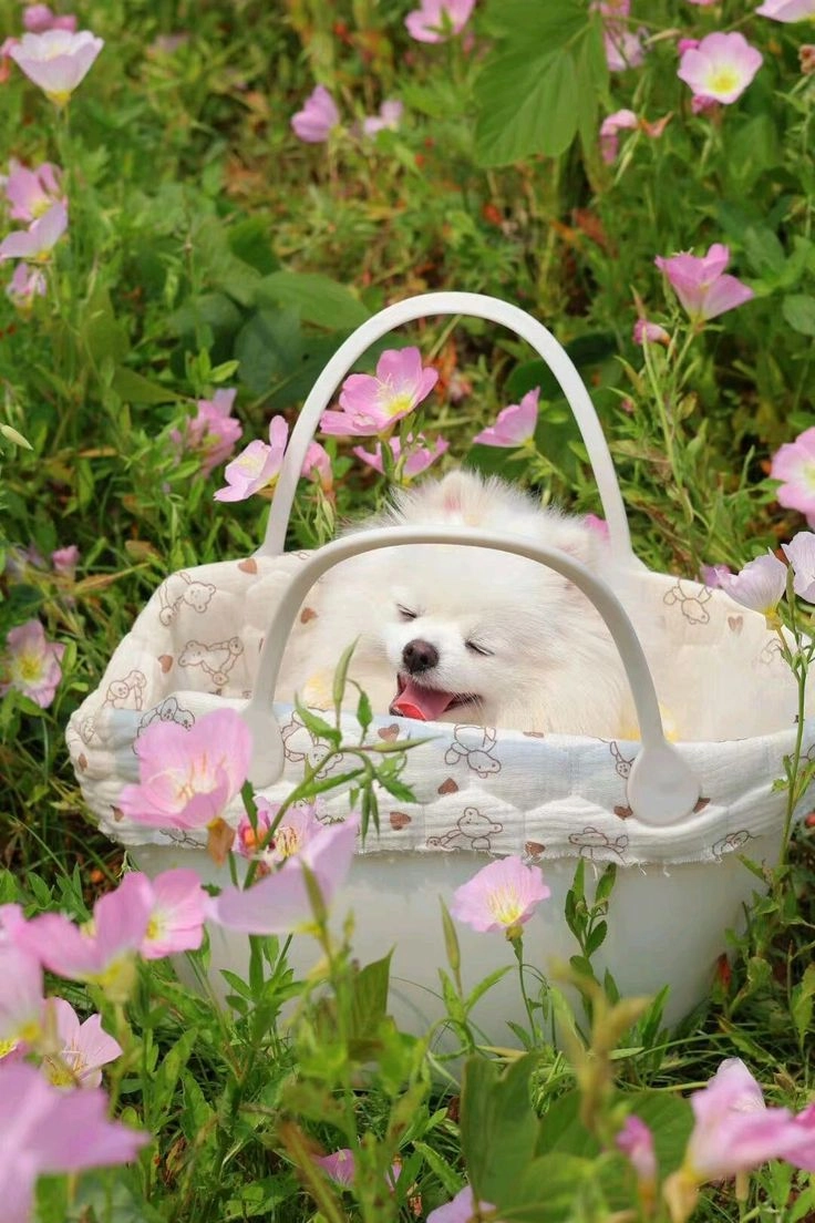 Không thể rời mắt với hình nền hình cún con kute