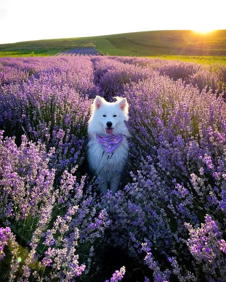 Chạm nhẹ trái tim với hình nền cún dễ thương