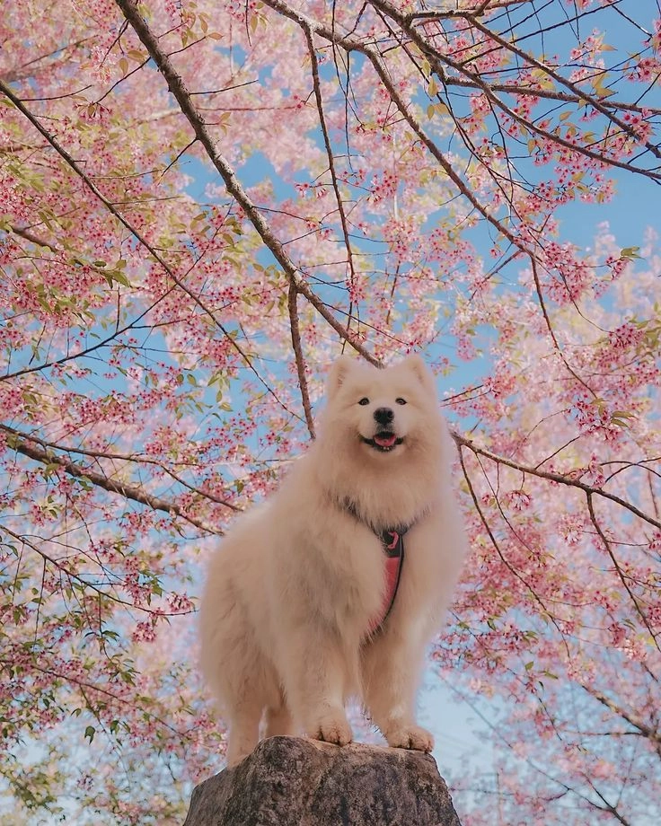 Yêu ngay từ cái nhìn đầu với hình chó siêu cute