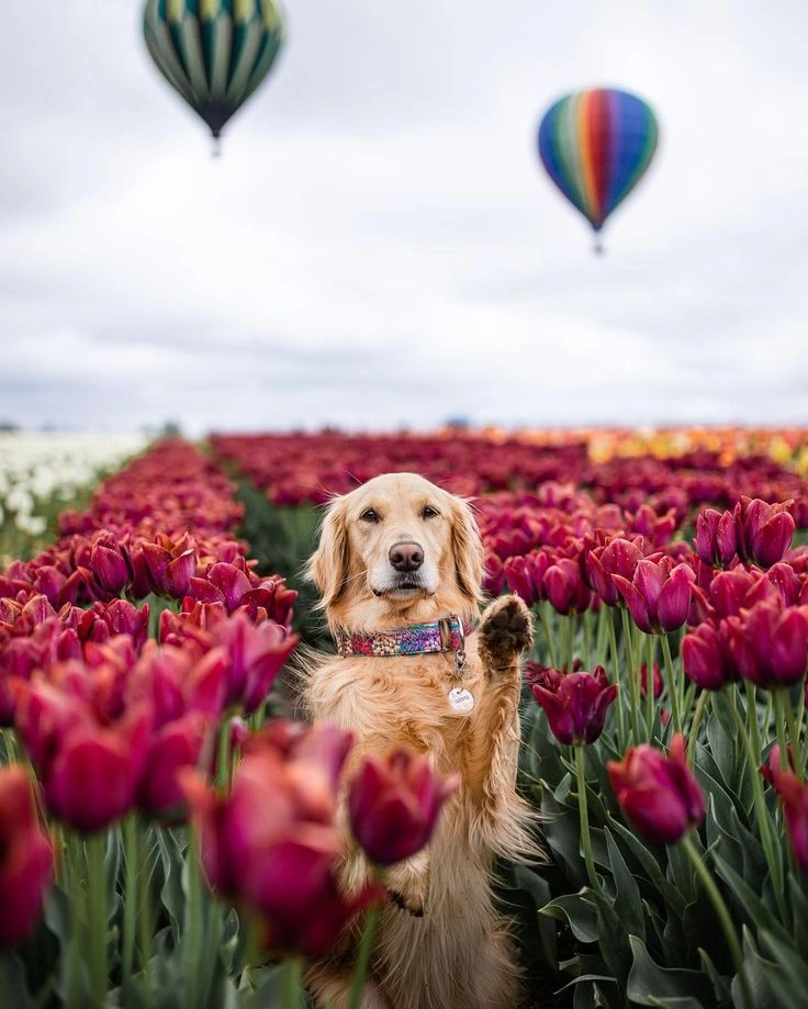 Góc chill đáng yêu từ hình con chó cute