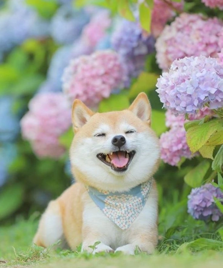 Ai cưỡng lại được hình ảnh cún cute đáng yêu thế này