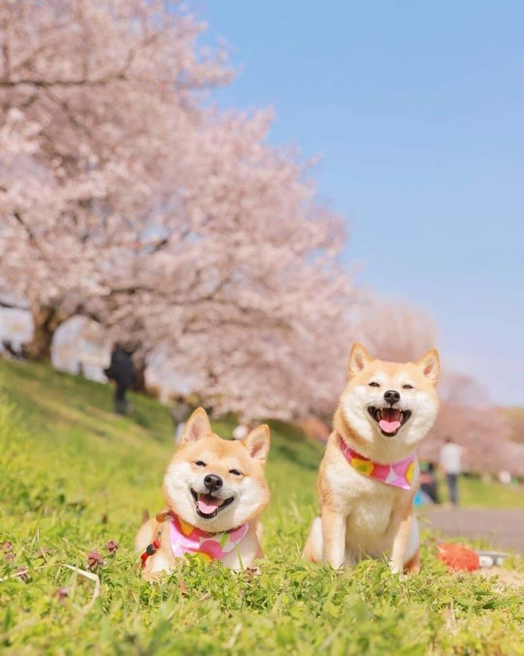 Ngắm mãi không chán hình ảnh cún con cute siêu yêu