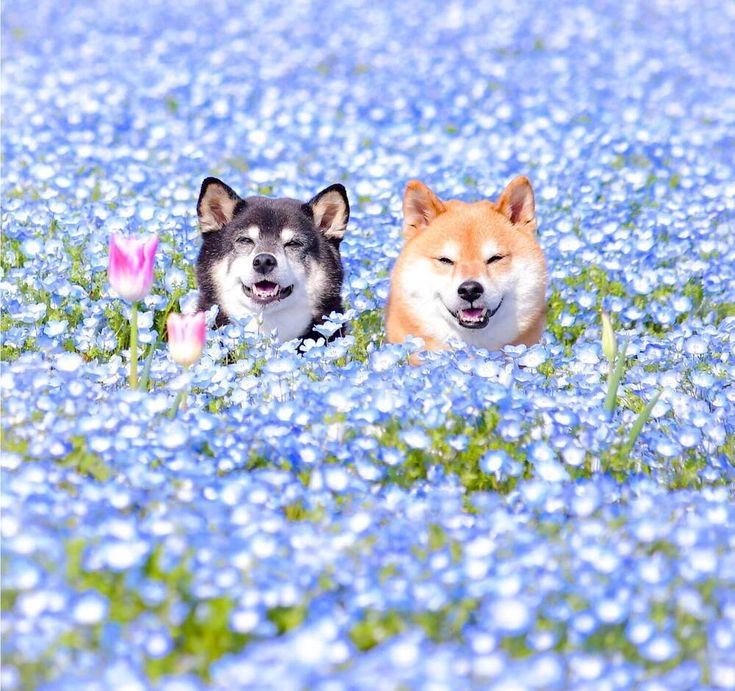 Góc nhìn dễ thương từ hình ảnh con cún cute