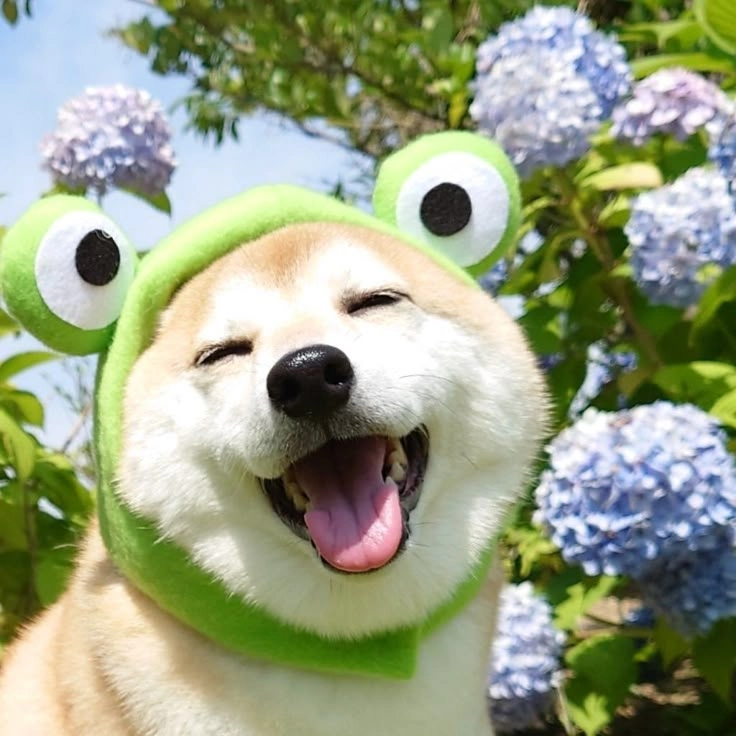 Ngọt ngào từng nét vẽ hình ảnh con chó cute vẽ