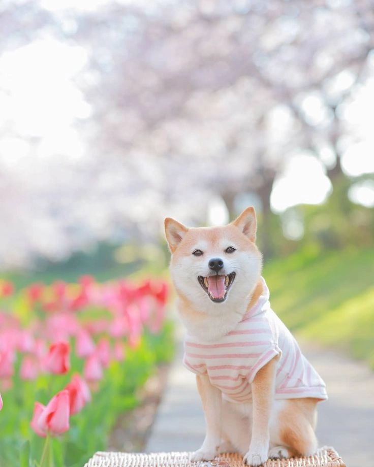 Tỏa sáng giữa mạng xã hội hình ảnh chú chó cute