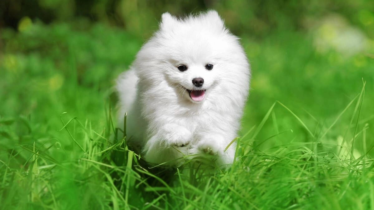 Những hình ảnh con vật cute luôn làm cho trái tim người xem tan chảy