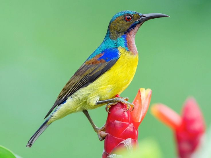 Ảnh động vật vui nhộn luôn mang đến nụ cười cho người xem