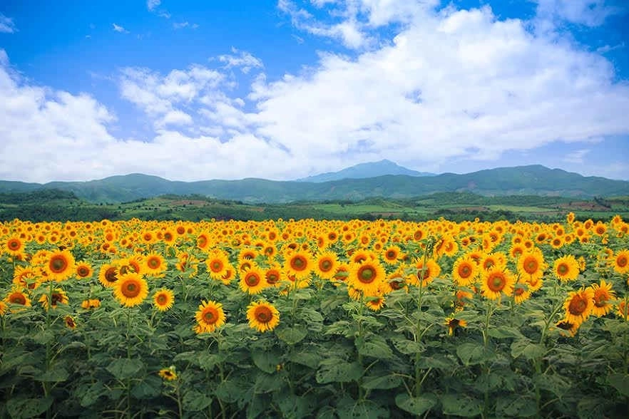 Phong cảnh hoa hướng dương rực nắng và nên thơ