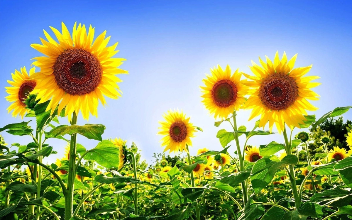 Hình ảnh hoa hướng dương đẹp tạo cảm giác thư giãn nhẹ nhàng