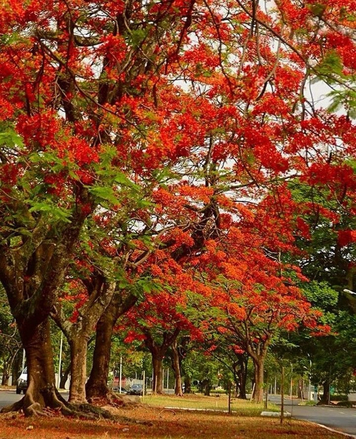 ảnh nền hoa phượng làm dịu tâm hồn mỗi ngày hè