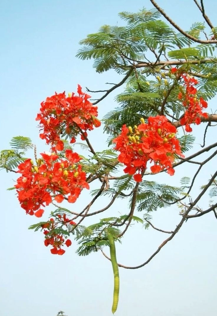 hình ảnh cây hoa phượng đỏ vang vọng tiếng ve gọi hè
