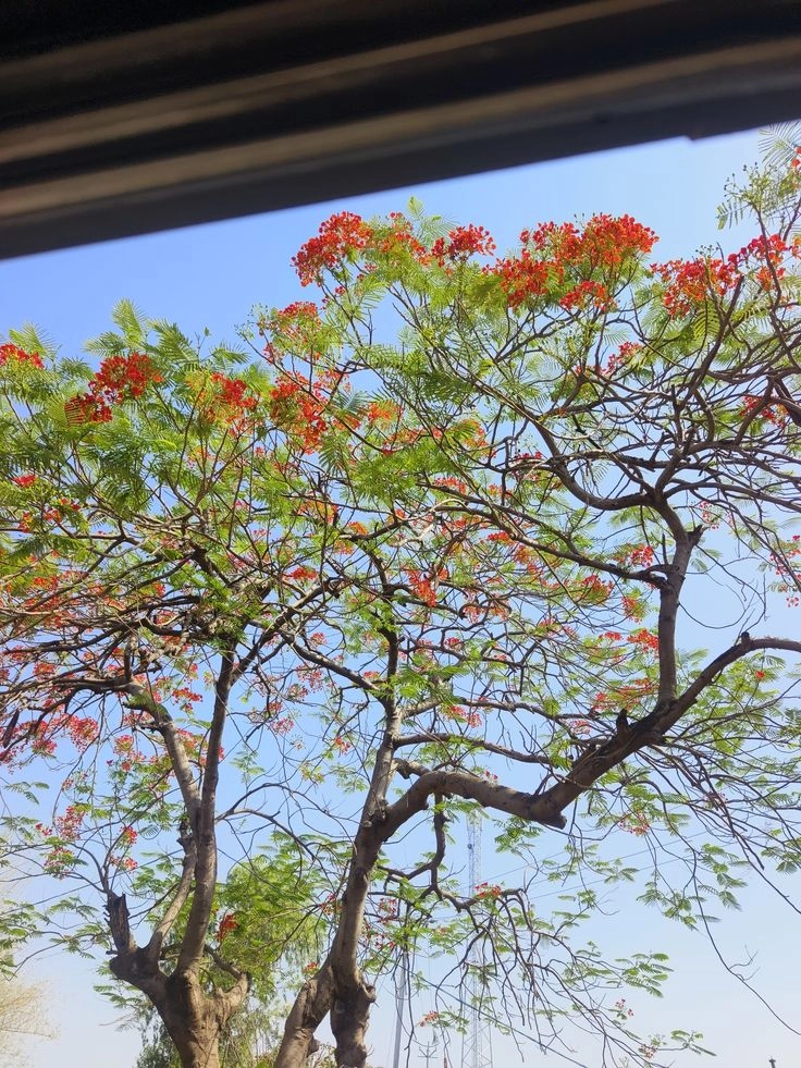 những hình ảnh hoa phượng làm say lòng bao thế hệ học sinh