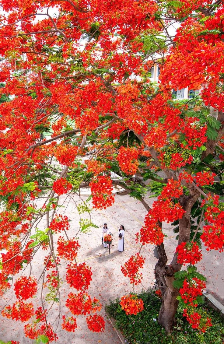 hình ảnh hoa phượng ở sân trường gọi về năm tháng học trò
