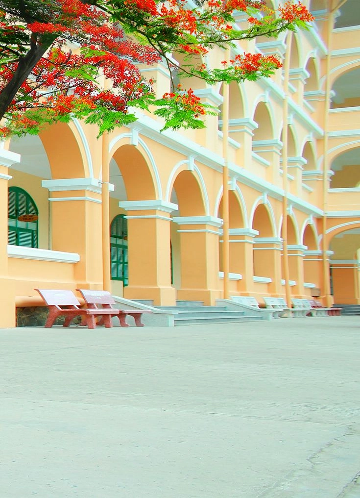 hình ảnh hoa phượng đỏ sân trường đậm chất học trò Việt