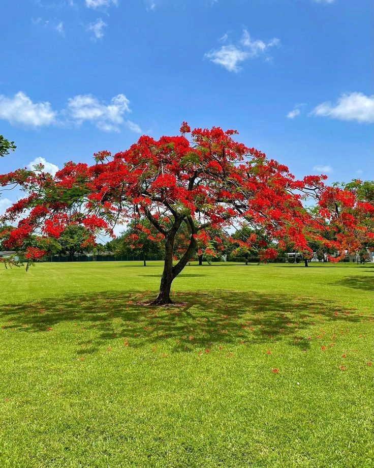 hình nền ảnh hoa phượng rực rỡ cho điện thoại mùa hè