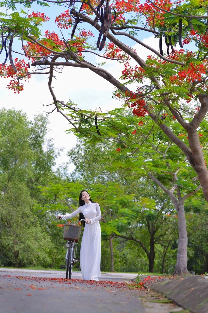chụp ảnh áo dài với hoa phượng dịu dàng và nên thơ