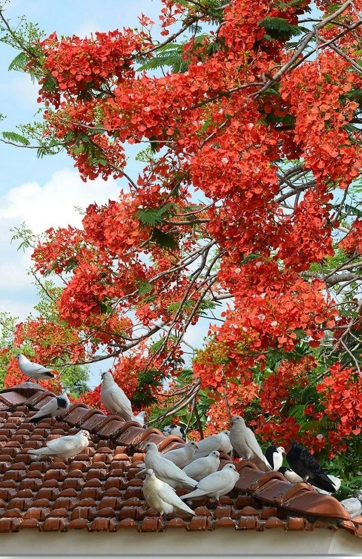chụp ảnh hoa phượng cùng tà áo dài trắng tinh khôi