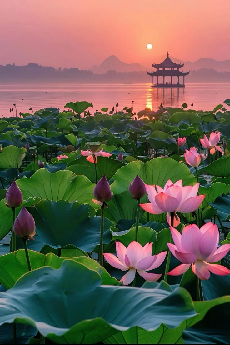 Tuyển chọn tinh tế hình ảnh hoa sen