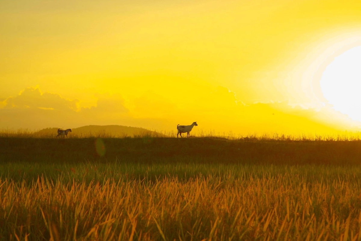 Bình yên trọn vẹn trong hình ảnh mặt trời hoàng hôn