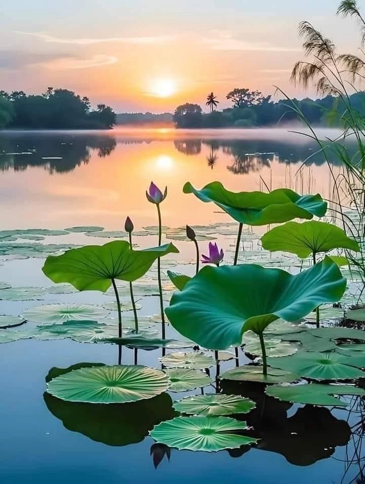 Hình ảnh quê hương đơn giản mà đong đầy yêu thương và ký ức