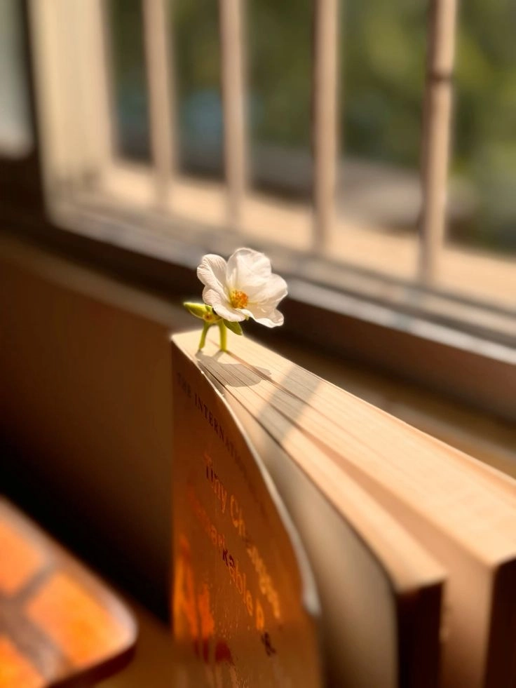 Không gian tri thức tại ảnh thư viện sách đẹp