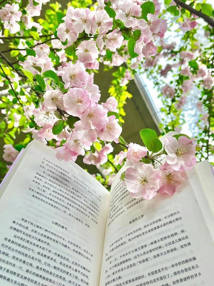 Tâm hồn yên tĩnh với ảnh về sách đẹp