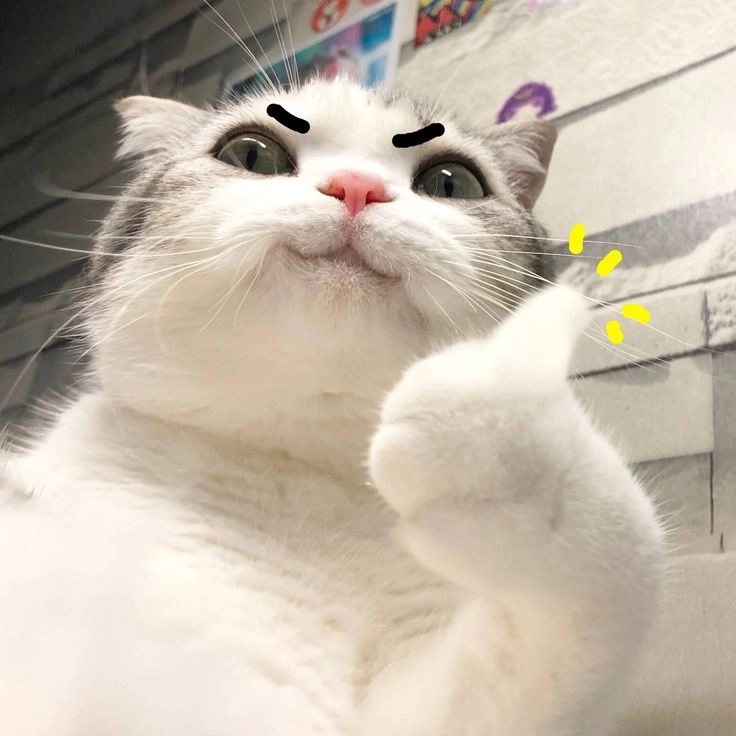 Thả tim cho avatar vô tri mèo cute cực kỳ ngộ nghĩnh