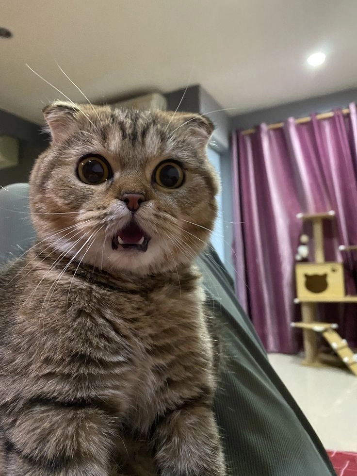 Tuyển chọn avatar vô tri ảnh mèo cute đáng yêu
