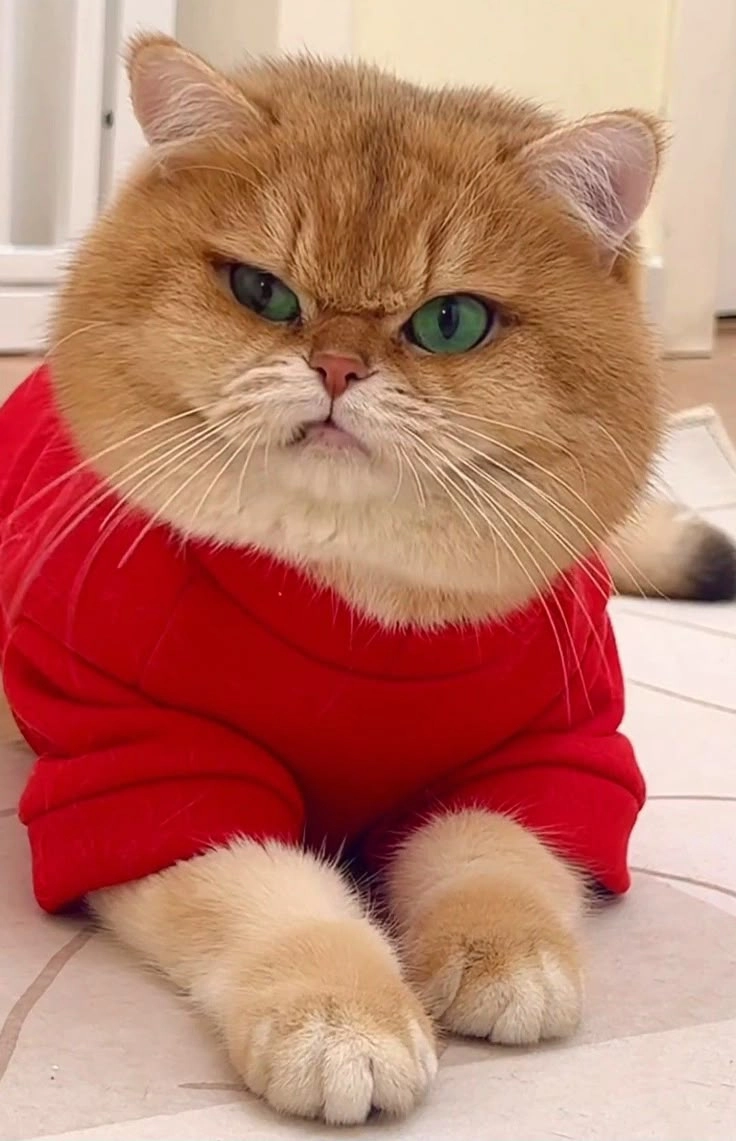 Khám phá bộ tải ảnh mèo cute vô tri cực kỳ dễ thương