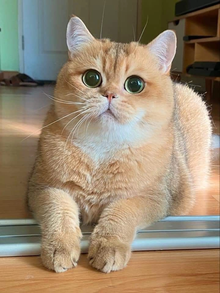 Xem ngay bộ hình ảnh con mèo vô tri cute siêu dễ thương