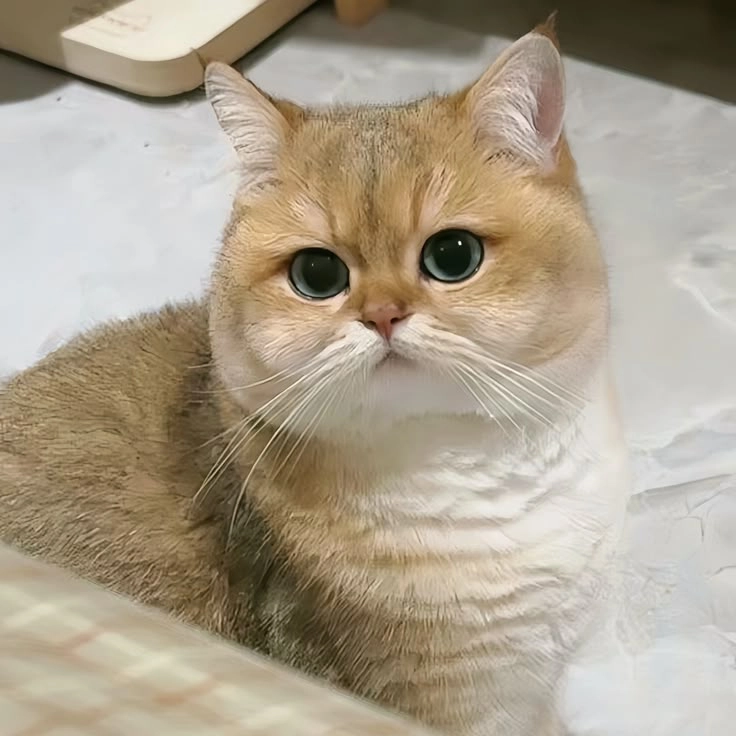 Cùng ngắm bộ hình ảnh mèo cute vô tri cực kỳ đáng yêu